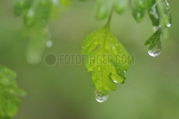 Wassertropfen auf Blättern