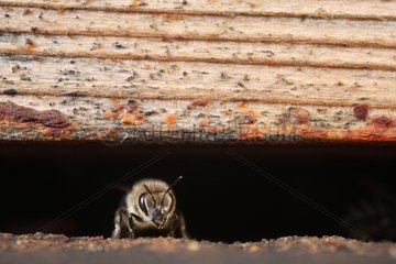 Honeybee at the entrance of a hive France