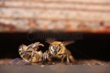 Dead and alive Honeybee at the entrance of a hive France