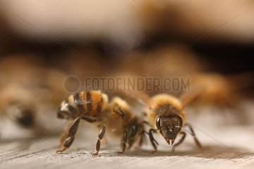 Honeybees at the entrance of a hive France