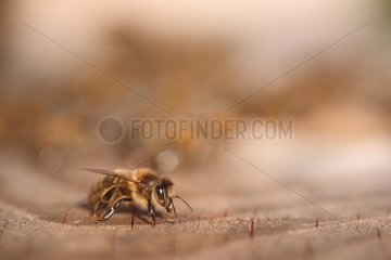 Honeybee at the entrance of a hive France
