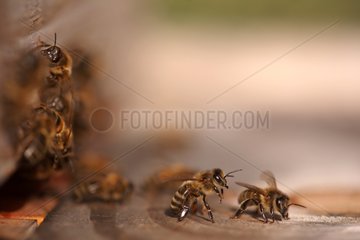Honey bees at the entrance of a hive France