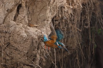 Kingfisher getting out of nest Spain