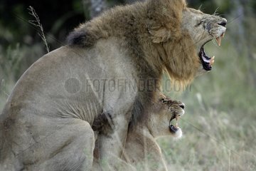 Couple de Lions en train de s'accoupler Tanzanie