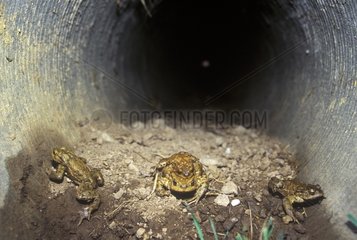 European Toad in tunnel under road the High Rhine France
