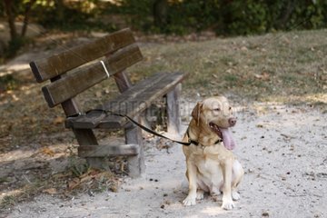 Labrador attached to a bench France
