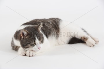 Cat lying down and sleeping