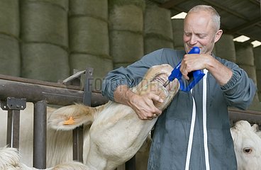 Stockbreeder giving a bolus to a Charolaise cow France