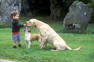 Jeune garçon avec deux chiens France