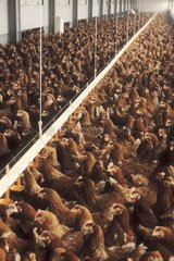Poules confinées dans un élevage industriel Prévention H5N1
