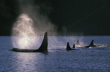 Orcas spouting at sunrise BC Canada