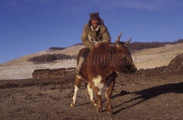 Man riding a cow Mongolia