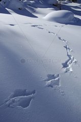 Traces of Mountain hare in snow Queyras France