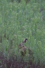 European hare in a field in summer Sologne France
