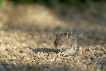 House mouse dying of poisoning France