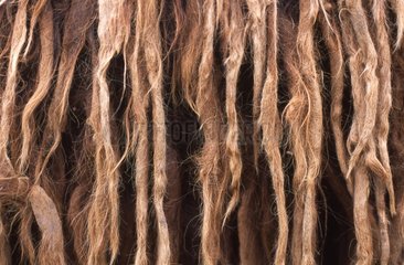 Close-up of the hairs of Baudet of Poitou