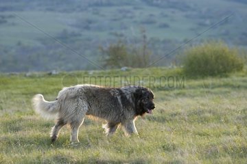 Schäferhund Charplanina Anti-Lup-Bosnien