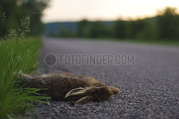 Rabbits killed on a roadside France
