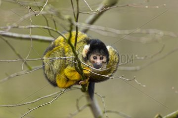 Squirrel Monkey on a branch