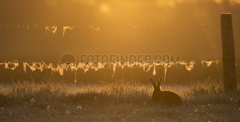 Brown Hare in a meadow at sunrise at spring - GB