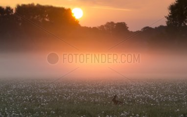 Brown Hare in a meadow at sunrise at spring - GB