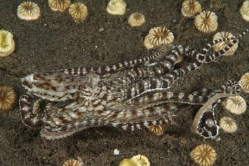 Mimic Octopus Indonesia