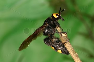 Mammoth Wasp Midi-Pyrénées France
