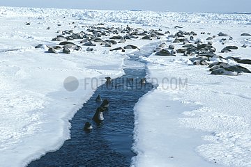 Groupe de Phoques du Groenland sur la banquise Canada