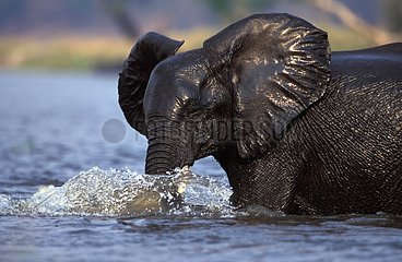 Eléphant d'Afrique jouant Chobe River PN Cobe Botswana