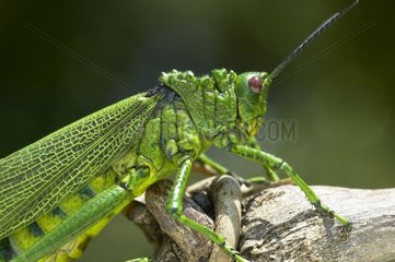 Portrait of a Grasshopper Masai Mara Kenya