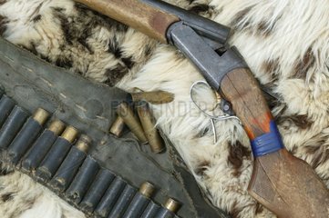 Fusil et cartouche posés sur une peau de Panthère des neiges