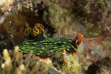 Colorful scratched Nudibranch on a coral reef Malaysia