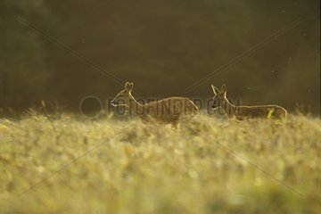 Weibliche Rehhirsche und sein Kitz im Wald von Machecoul laufen