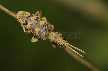 Longhorn Beetle on a rod