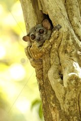 Milne-edwards's Sportive Lemur Ankarafantsika NP Madagascar
