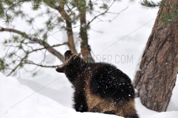 Wolverine stretching the jaw in snow in Sweden