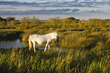 Weißes Camargue -Pferd in Marsh bei Sunset Camargue