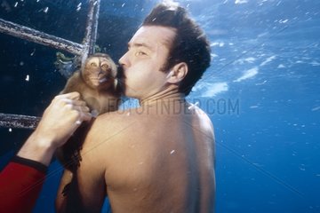 Diver Macaque and man under water Philippines