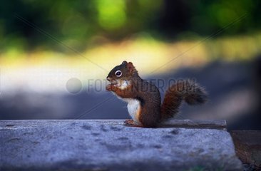 Eastern Grey Squirrel eating - Aiguebelle NP Quebec Canada