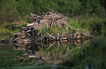 Beaver Hut - Lake Sault Aiguebelle NP Quebec Canada