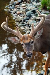 Tailed deer buck waterfront - Québec Canada