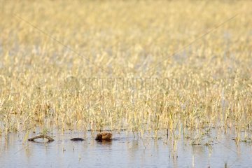 Nutria swimming in a reedbed - Camargue France