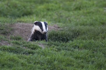 European Badger coming out of its hole at spring - GB