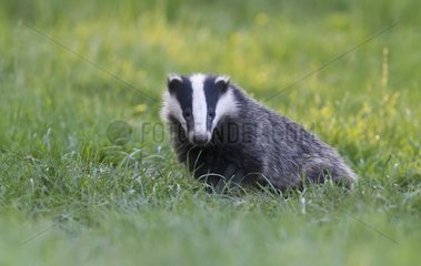 European Badger coming out of its set at spring - GB