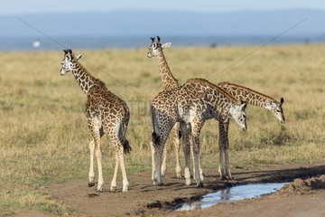 Young Masai Giraffe drinking in Savannah - Masai Mara Kenya