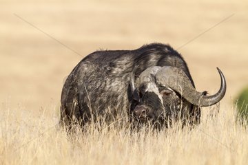 Buffalo male savannah in the dry grass - Masai Mara Kenya