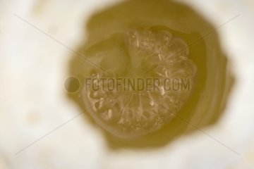 Bienenlarve in einer Zelle Frankreich