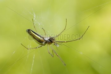 Spider feeding a Tipule on its cobweb