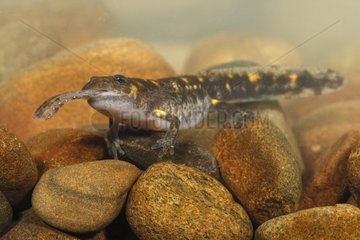 Larve von gesprenkeltem Salamander  das eine andere kleinere isst