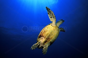 Sea turtle Tuamotu French Polynesia
